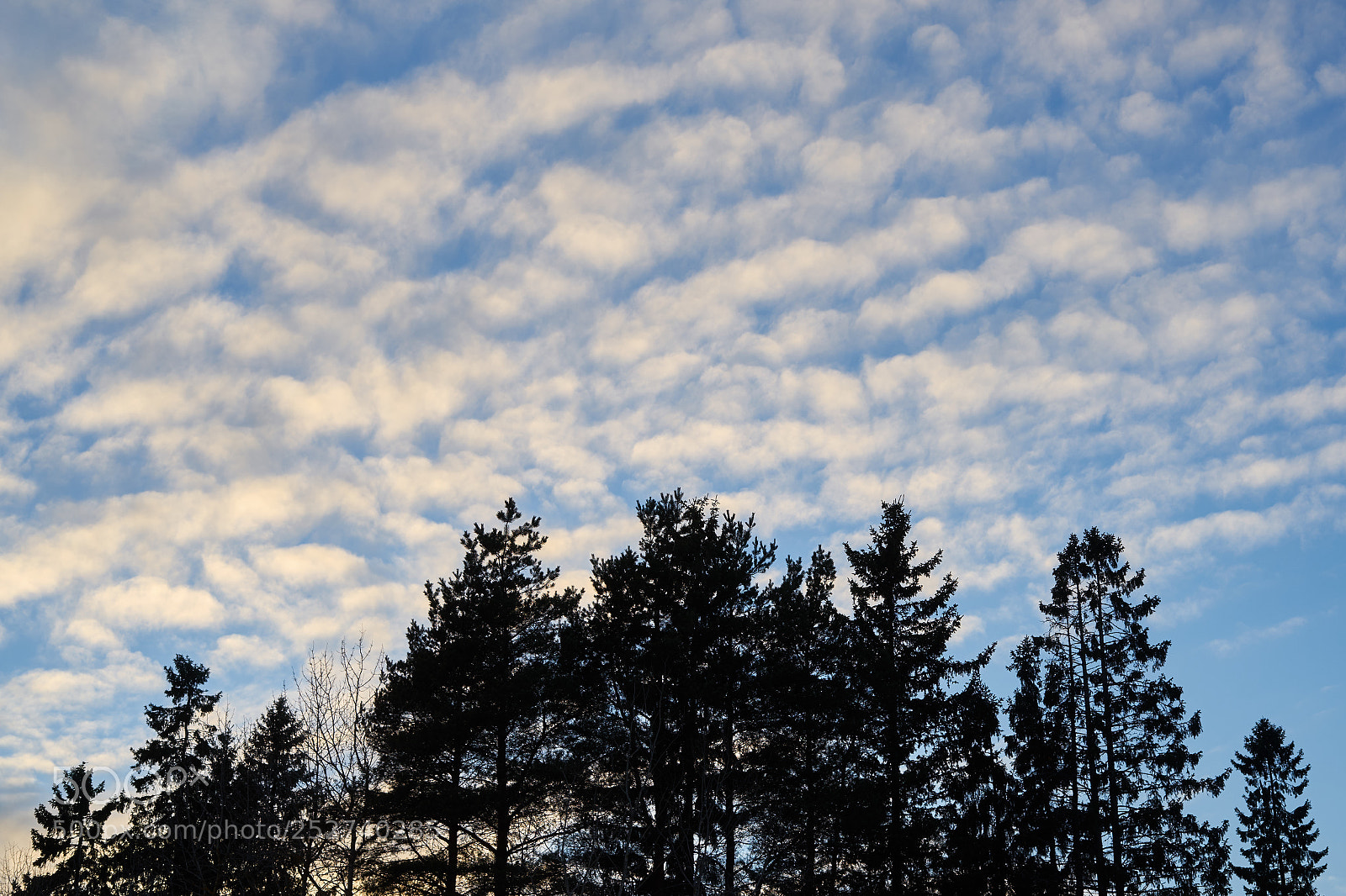 Sony a7 sample photo. Pine trees silhuettes against photography