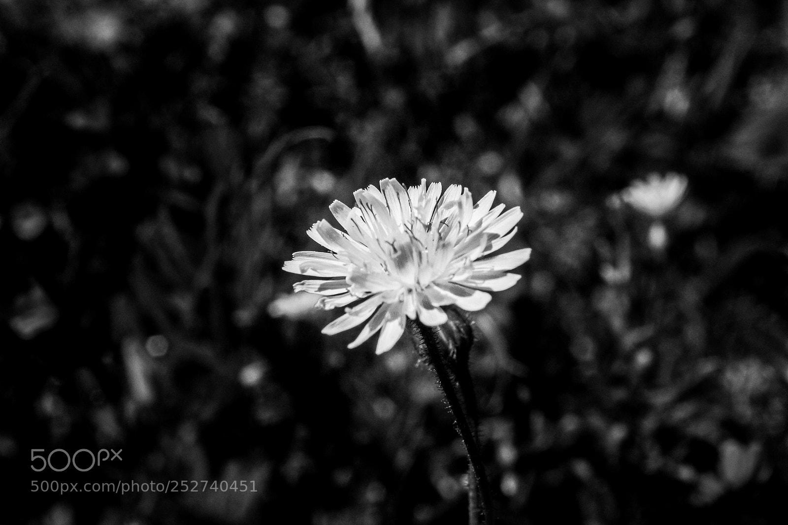 Canon EOS 1200D (EOS Rebel T5 / EOS Kiss X70 / EOS Hi) sample photo. Modificata photography