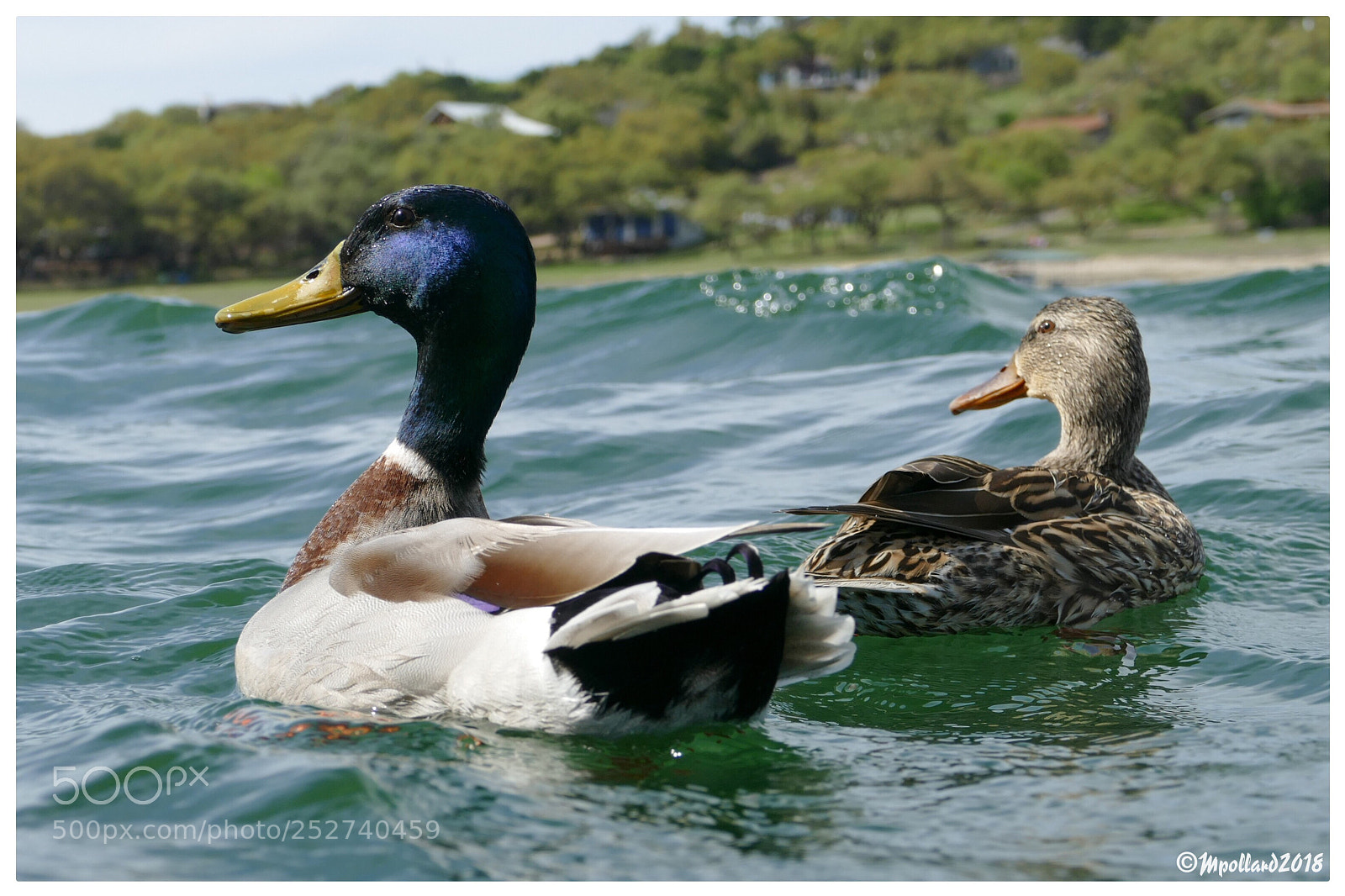 Panasonic Lumix DMC-FZ1000 sample photo. Duck float photography