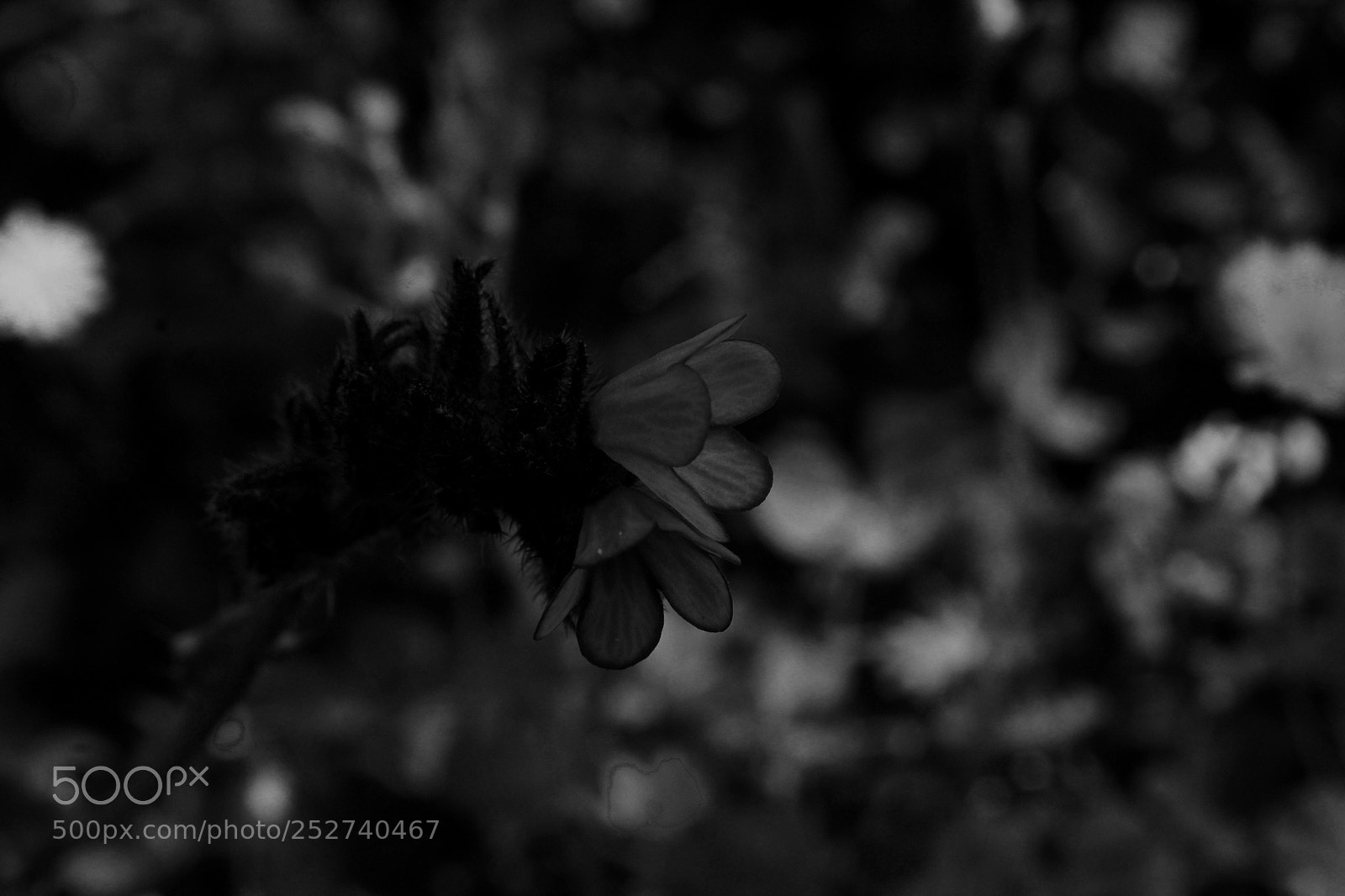 Canon EOS 1200D (EOS Rebel T5 / EOS Kiss X70 / EOS Hi) sample photo. Modificata photography