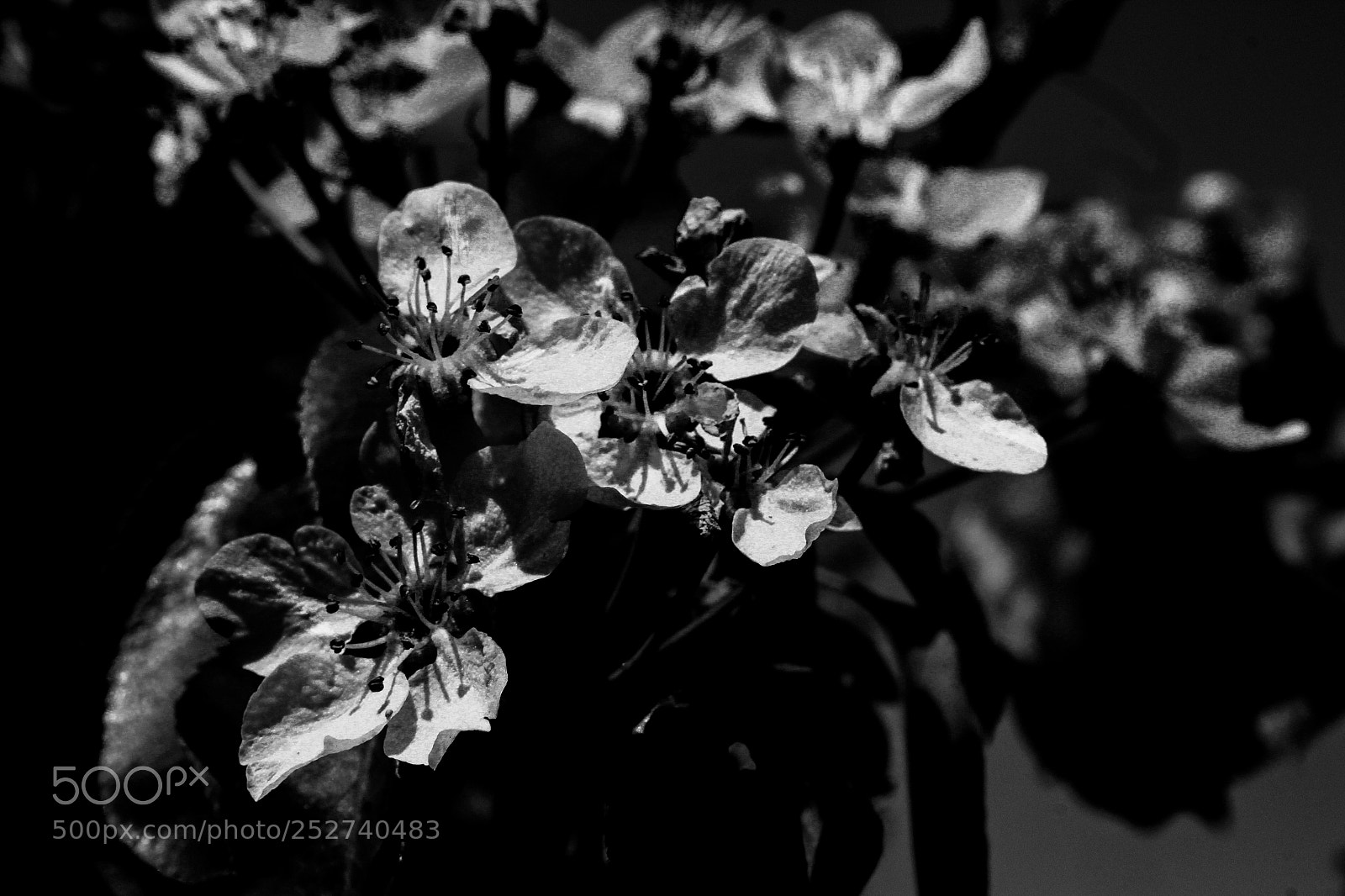 Canon EOS 1200D (EOS Rebel T5 / EOS Kiss X70 / EOS Hi) sample photo. Modificata photography