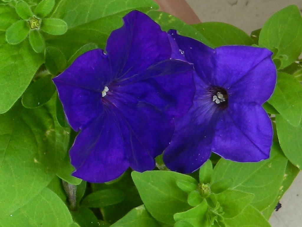 Nikon COOLPIX L310 sample photo. Petunia photography