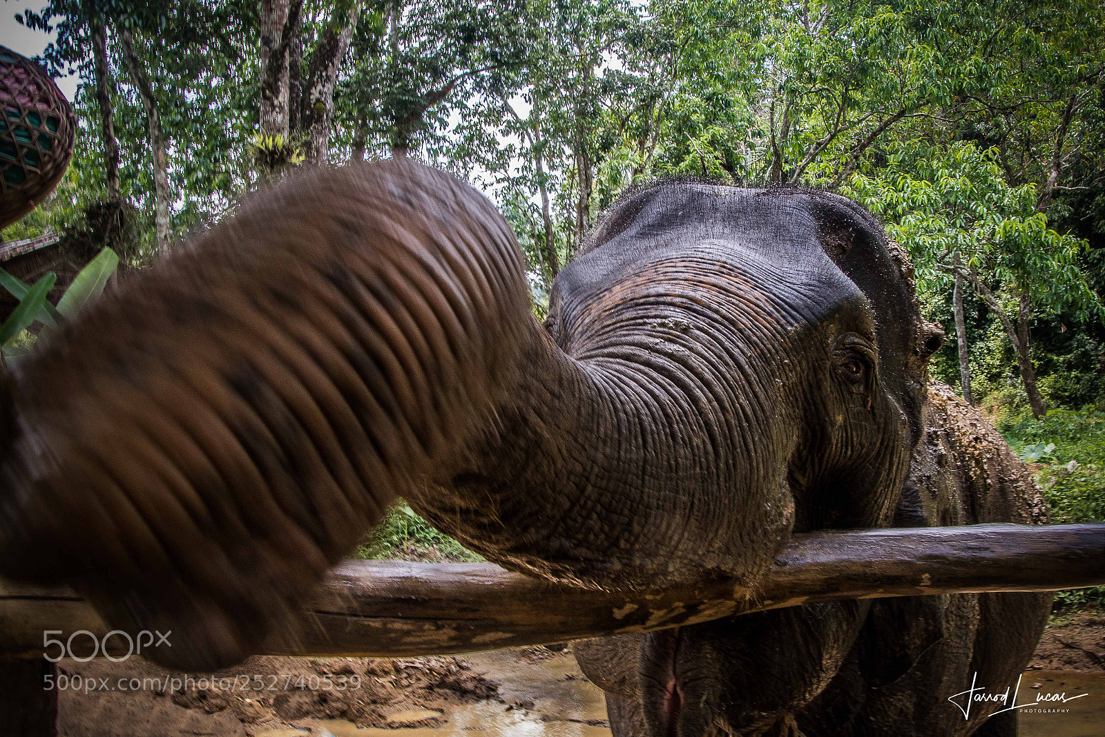 Canon EOS 7D Mark II sample photo. Elephant trunk photography