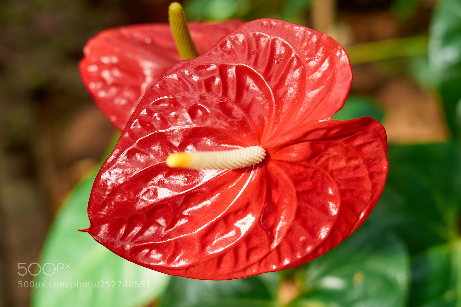Sony a7 sample photo. Anthurium. red and beautiful photography