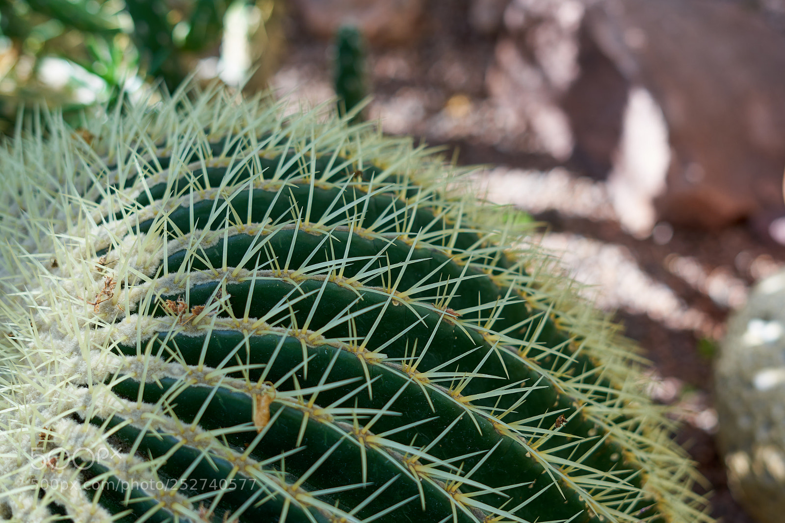 Sony a7 sample photo. Ball cactus. texture. copy photography