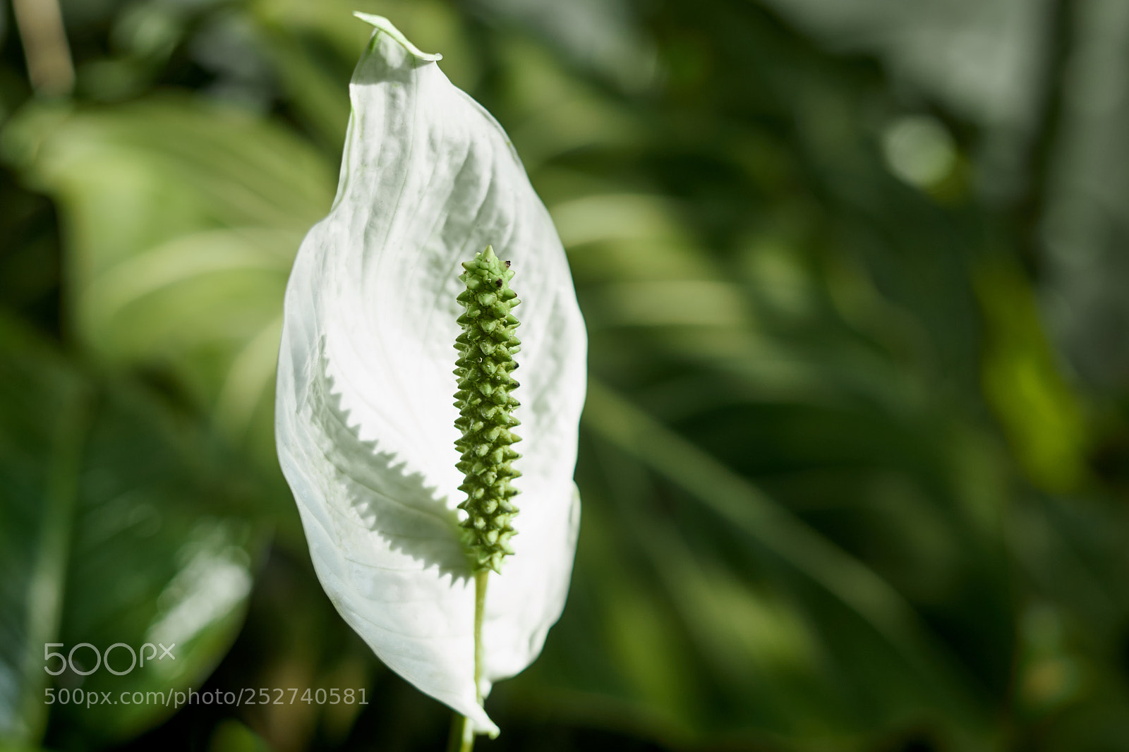 Sony a7 sample photo. White flower with green photography
