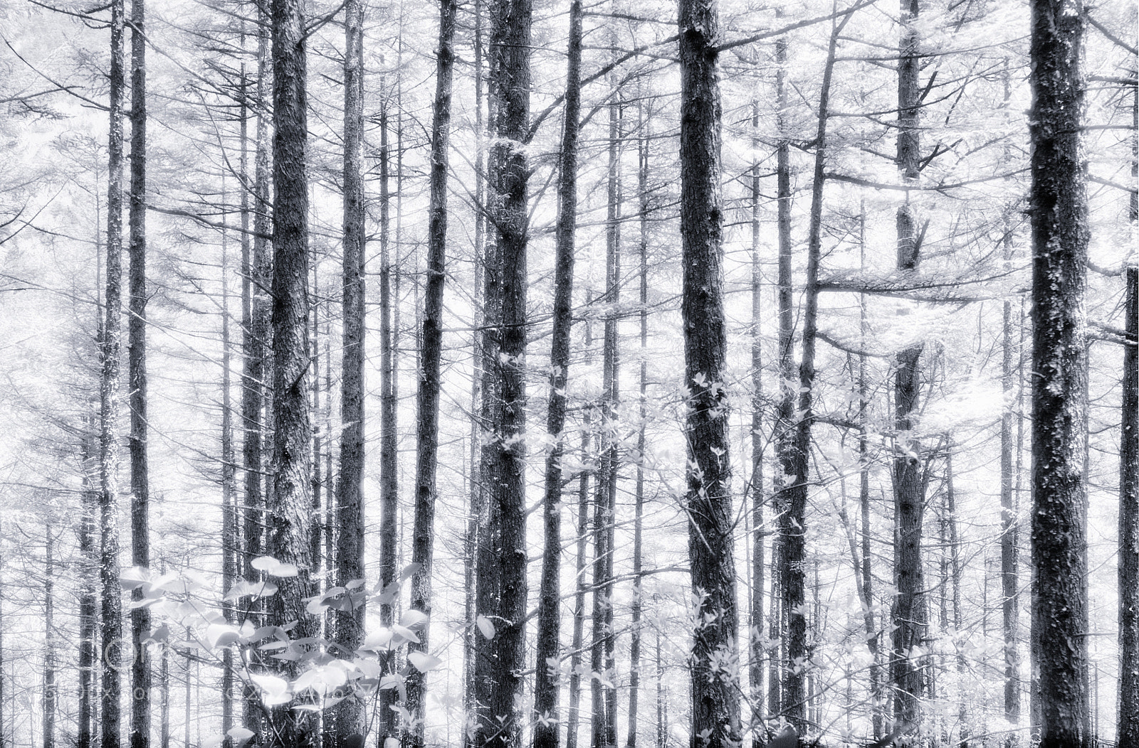 Nikon D2X sample photo. Trees photography