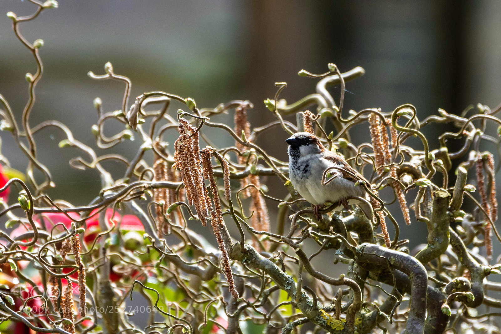 Nikon D7200 sample photo. An house sparrow in photography