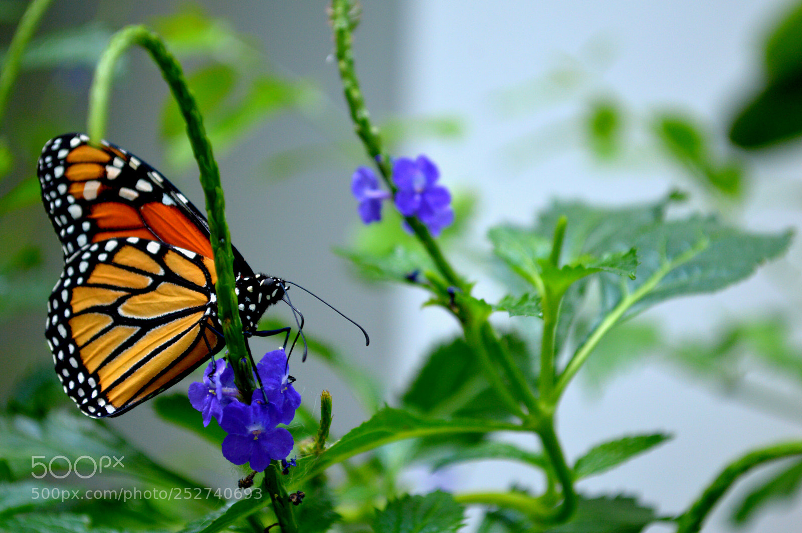 Nikon D3200 sample photo. Untitled photography