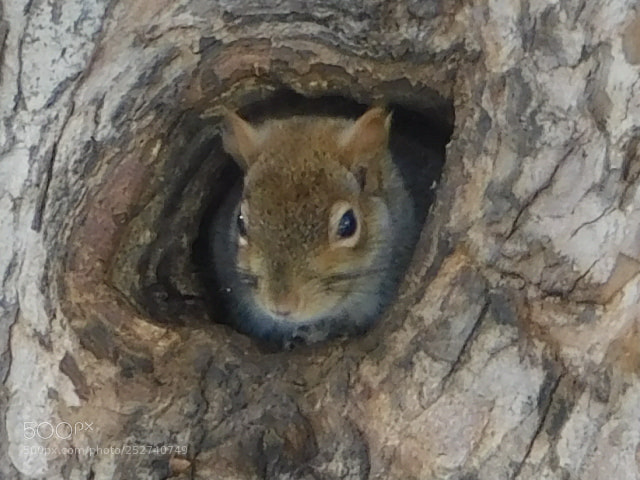 Nikon Coolpix B500 sample photo. Peek a boo photography