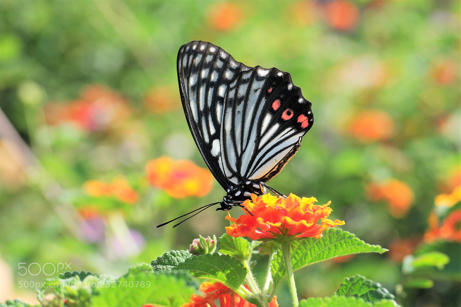 Samsung NX1 sample photo. Butterfly photography