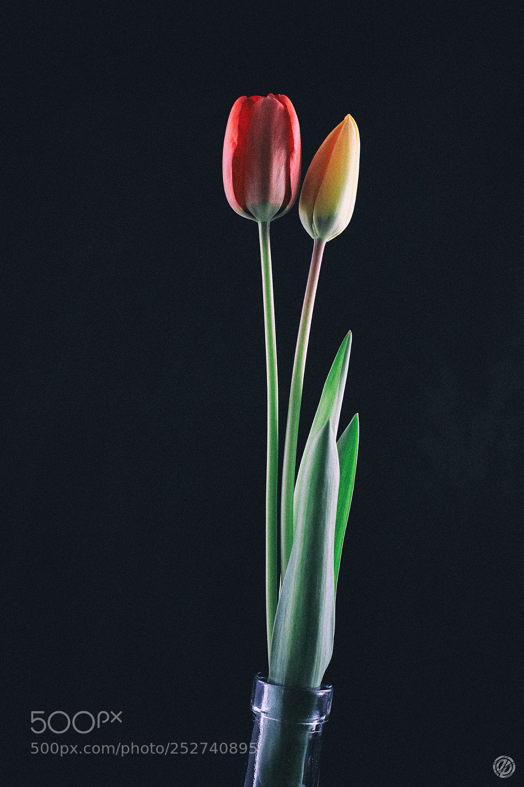 Canon EOS 80D sample photo. Tulipe photography