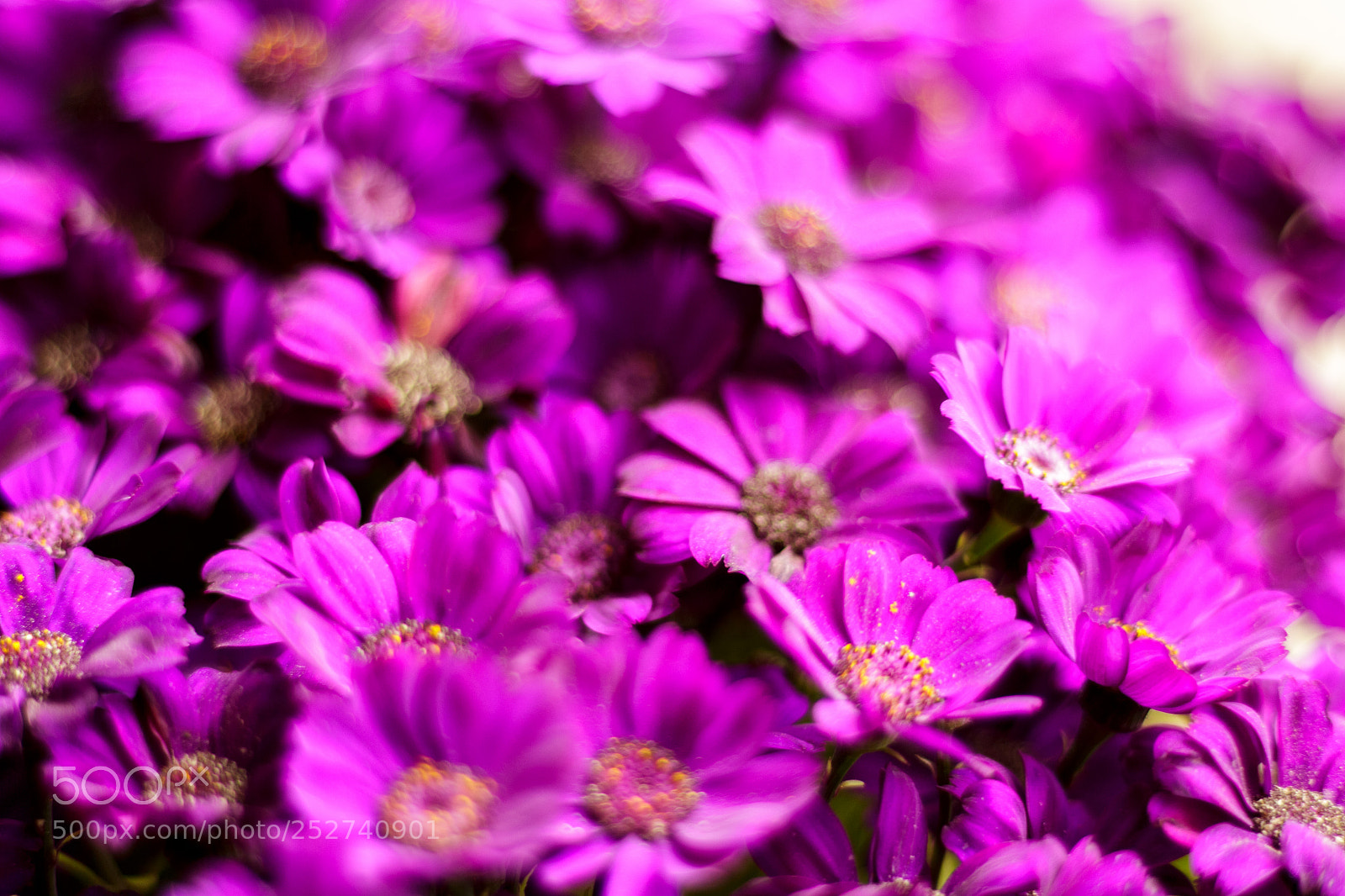 Canon EOS 700D (EOS Rebel T5i / EOS Kiss X7i) sample photo. Flower photography