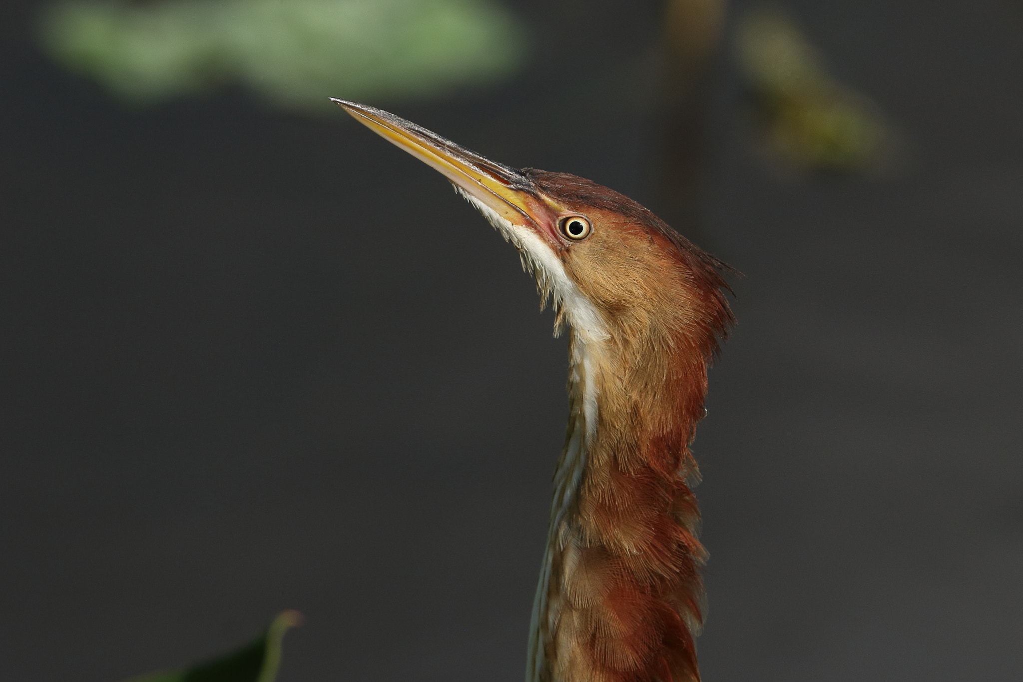 Canon EOS 70D sample photo. Least bittern (ixobrychus exilis) photography