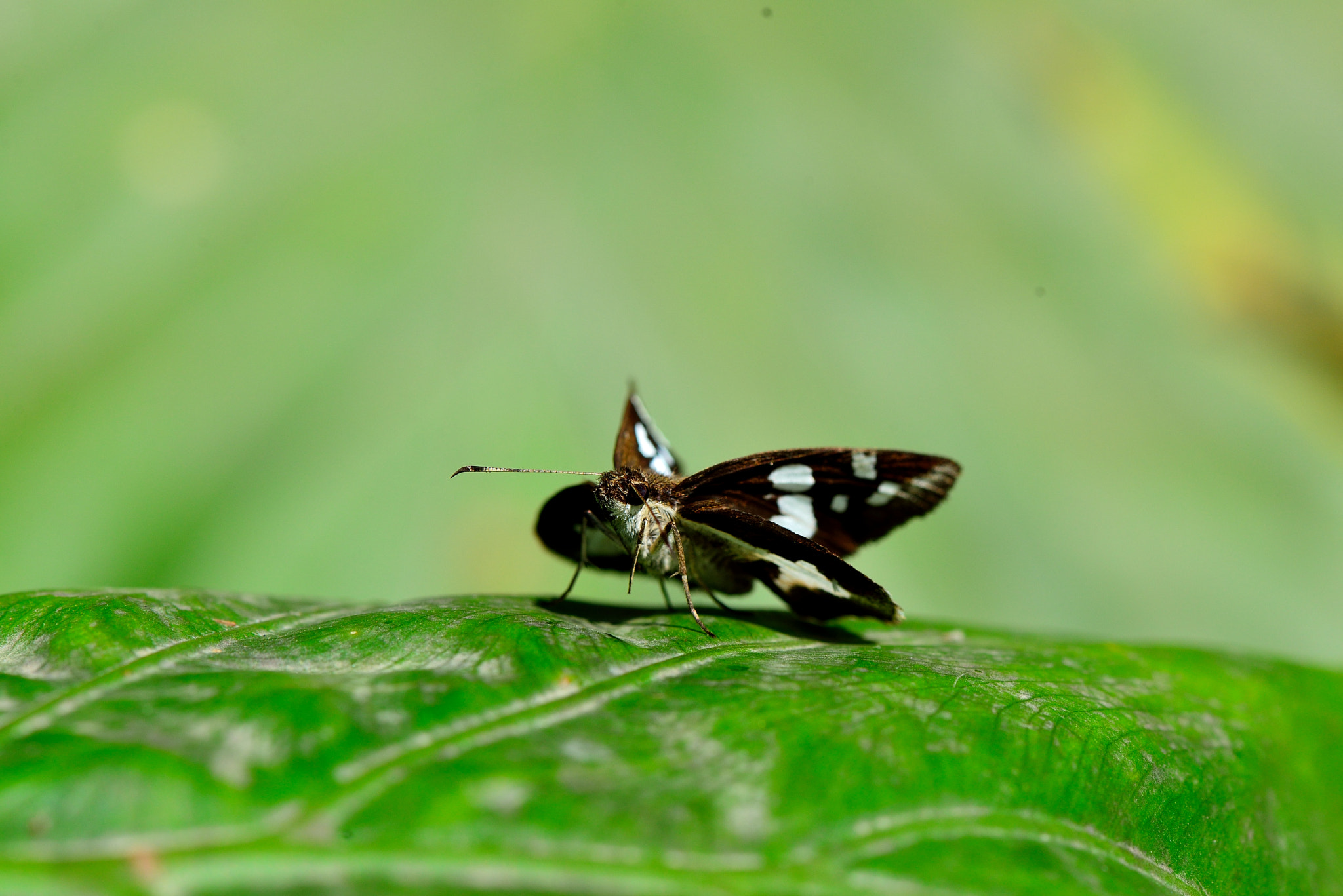 Nikon AF-S Micro-Nikkor 105mm F2.8G IF-ED VR sample photo. Dsc photography