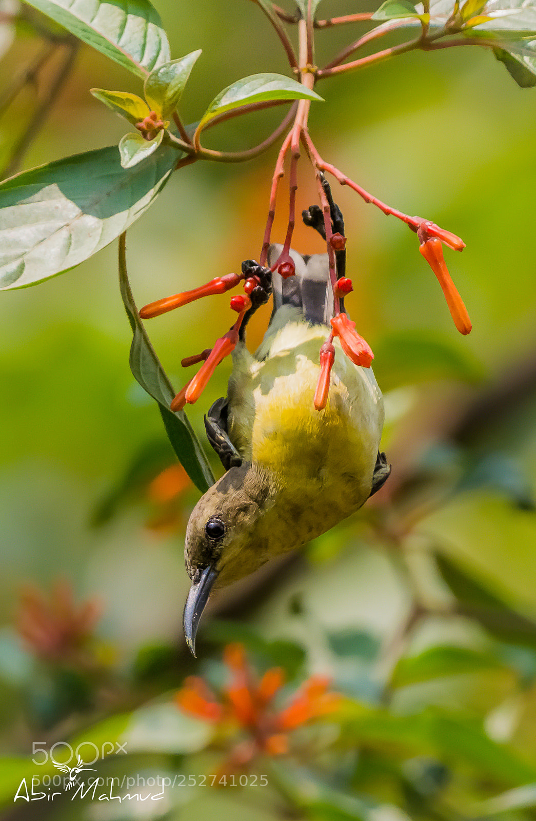 Nikon D7100 sample photo. ::purple-rumped sunbird / মৌটুসি পাখি :: photography