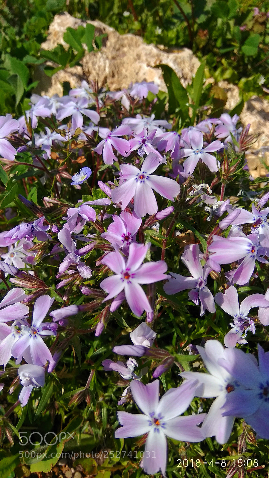 Xiaomi Redmi Note 4 sample photo. Untitled photography