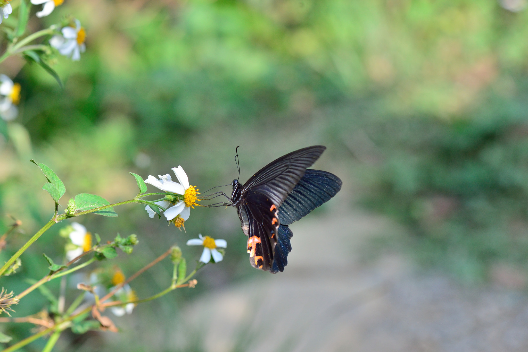 Nikon AF-S Micro-Nikkor 105mm F2.8G IF-ED VR sample photo. Dsc photography