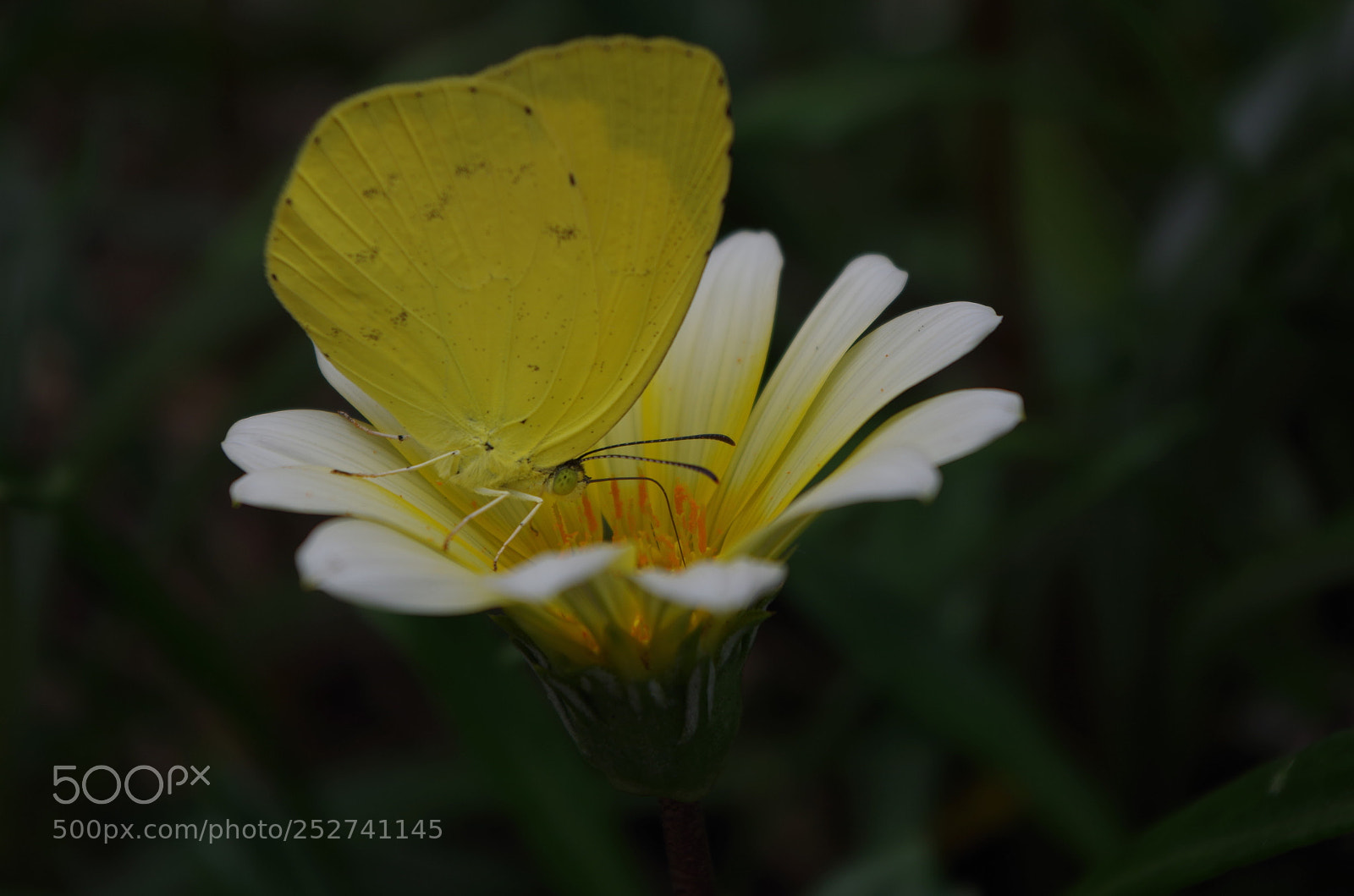 Pentax K-50 sample photo. Untitled photography
