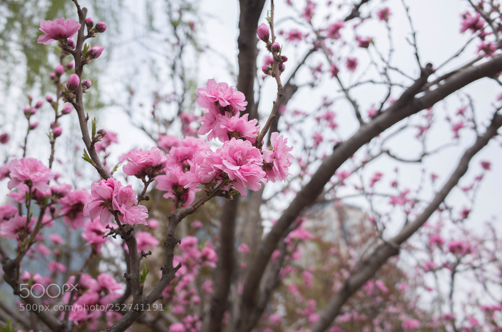 Ricoh GR sample photo. R photography