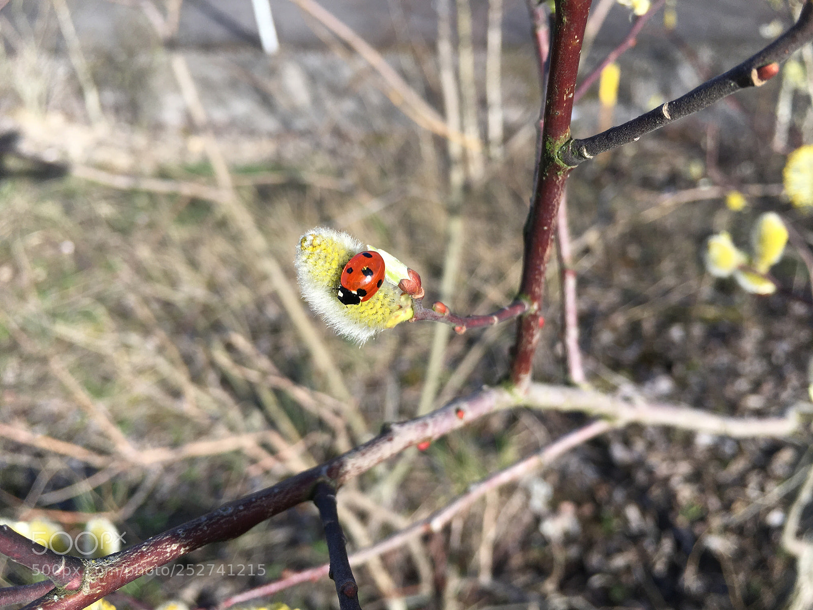 Apple iPhone 6s sample photo. Ladybug  photography