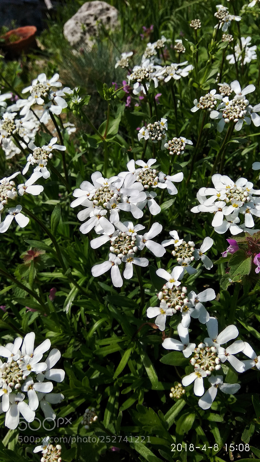Xiaomi Redmi Note 4 sample photo. Untitled photography