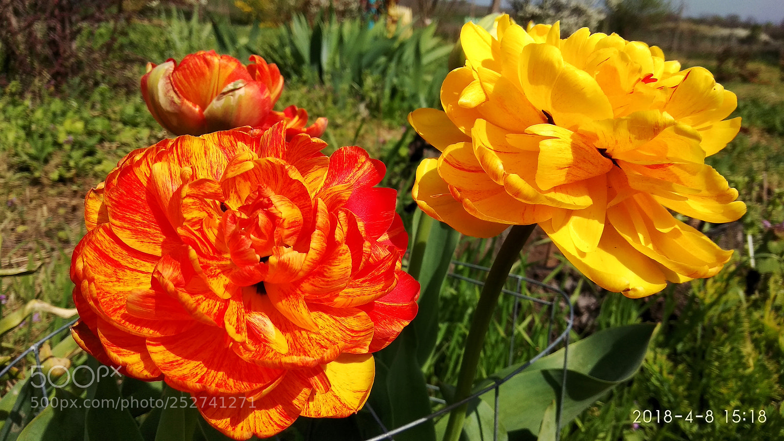 Xiaomi Redmi Note 4 sample photo. Untitled photography