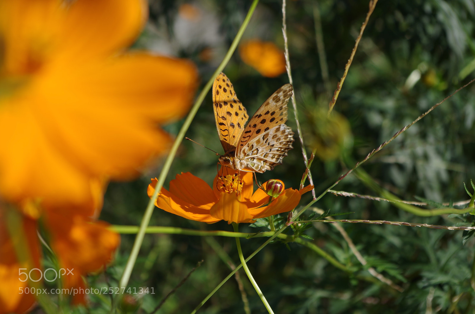Pentax K-50 sample photo. Untitled photography
