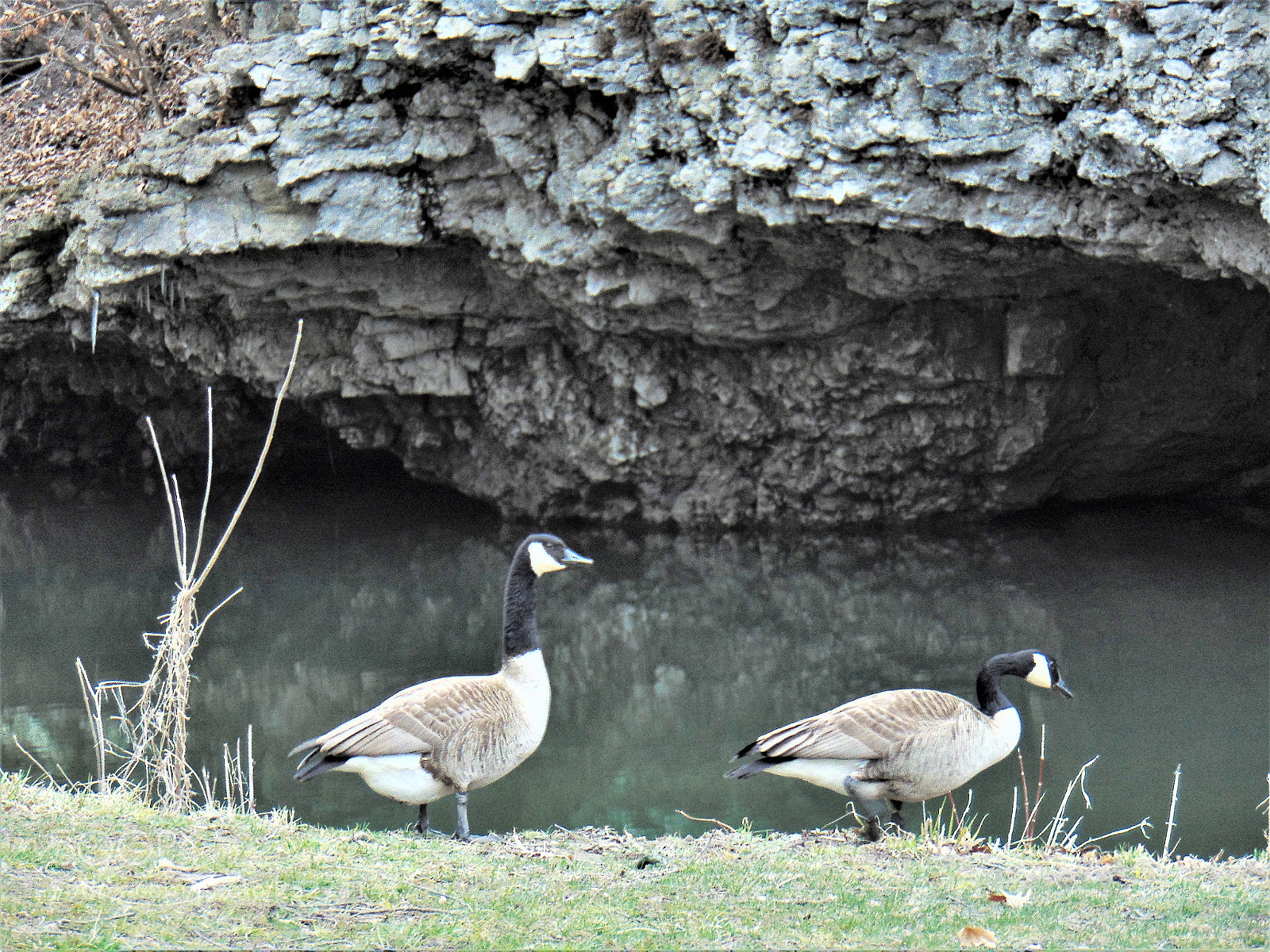 Sony Cyber-shot DSC-H300 sample photo. Geese along duck creek photography