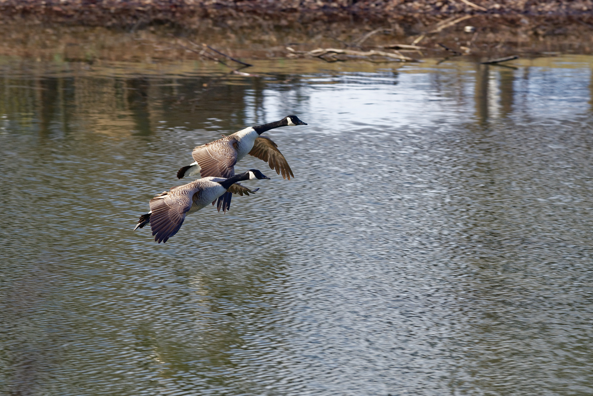 Nikon D750 sample photo. Coming in for a landing photography