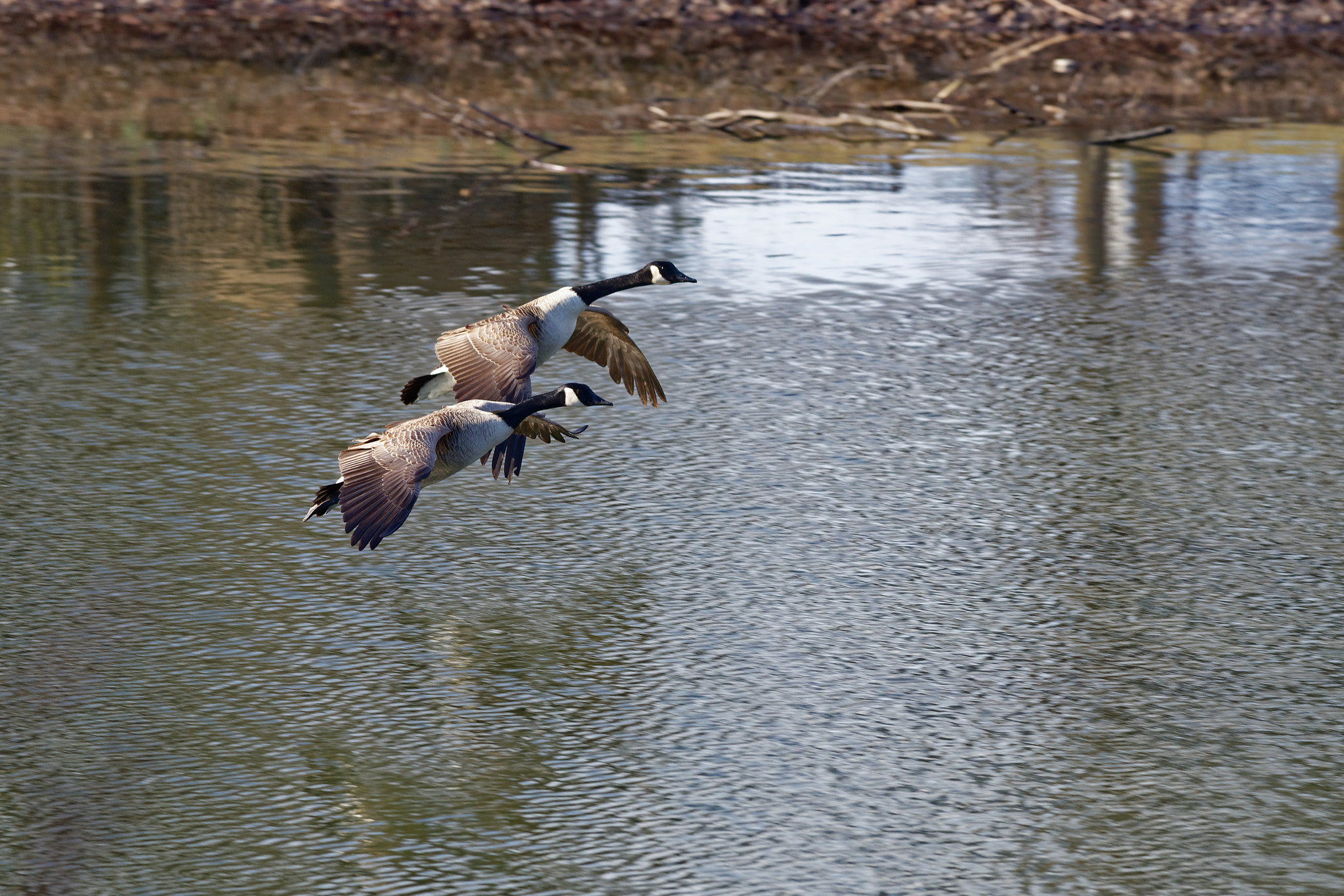 Nikon AF-S Nikkor 70-200mm F4G ED VR sample photo. Coming in for a landing photography