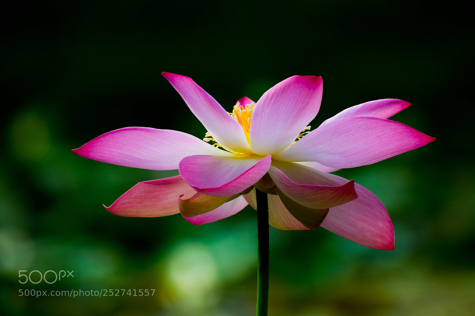 Nikon D3300 sample photo. Lotus photography