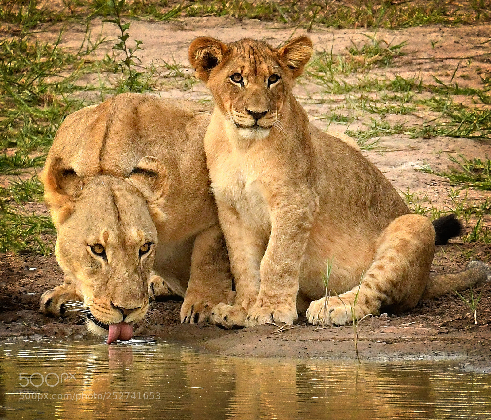 Nikon D500 sample photo. The waterhole photography