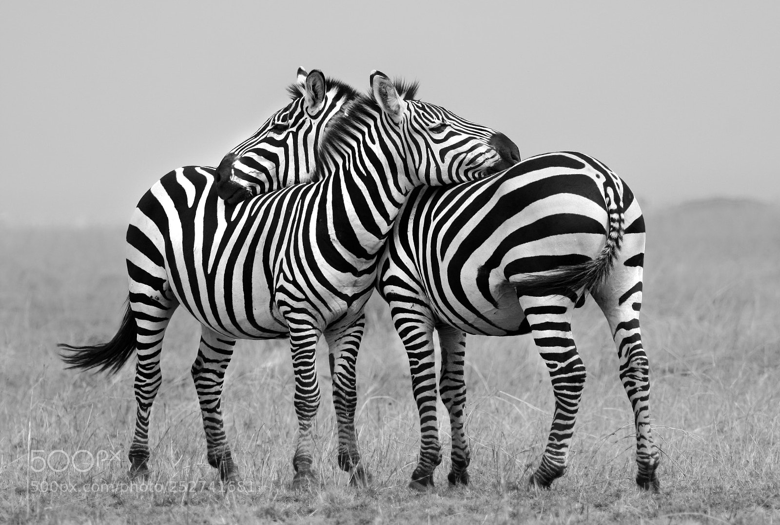 Canon EOS 350D (EOS Digital Rebel XT / EOS Kiss Digital N) sample photo. Zebra hug photography