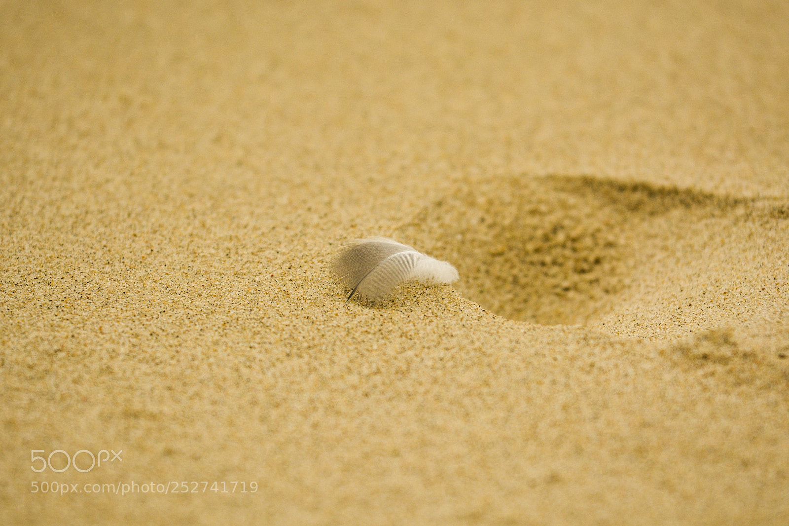 Nikon D5200 sample photo. Small feather on the photography