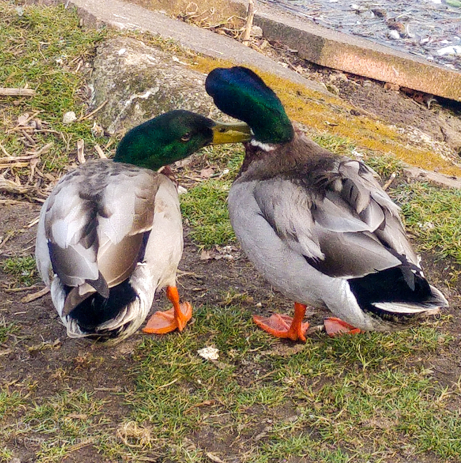 LG G4 sample photo. Untitled photography