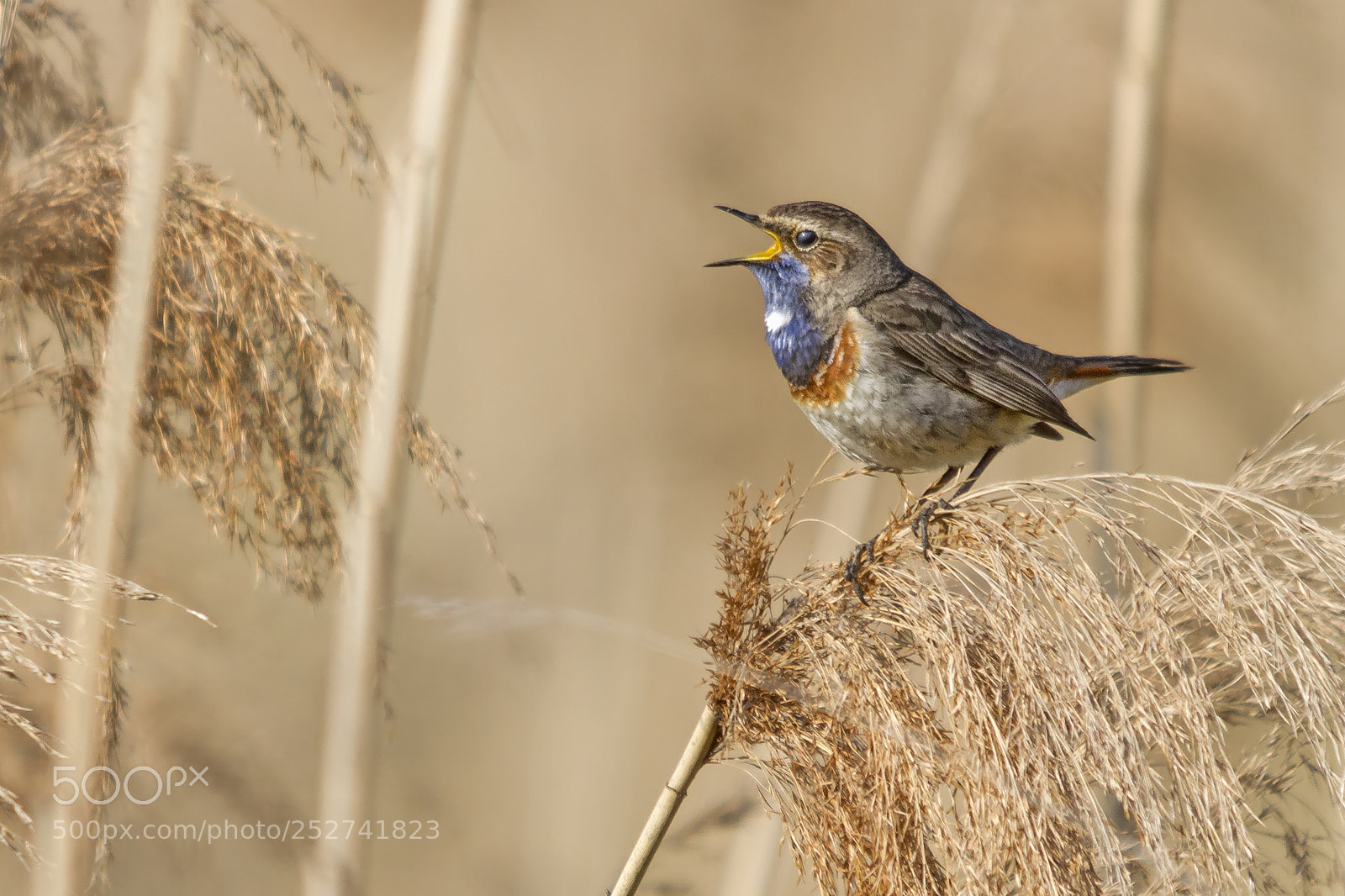 Canon EOS 7D sample photo. Singing bluethroat photography