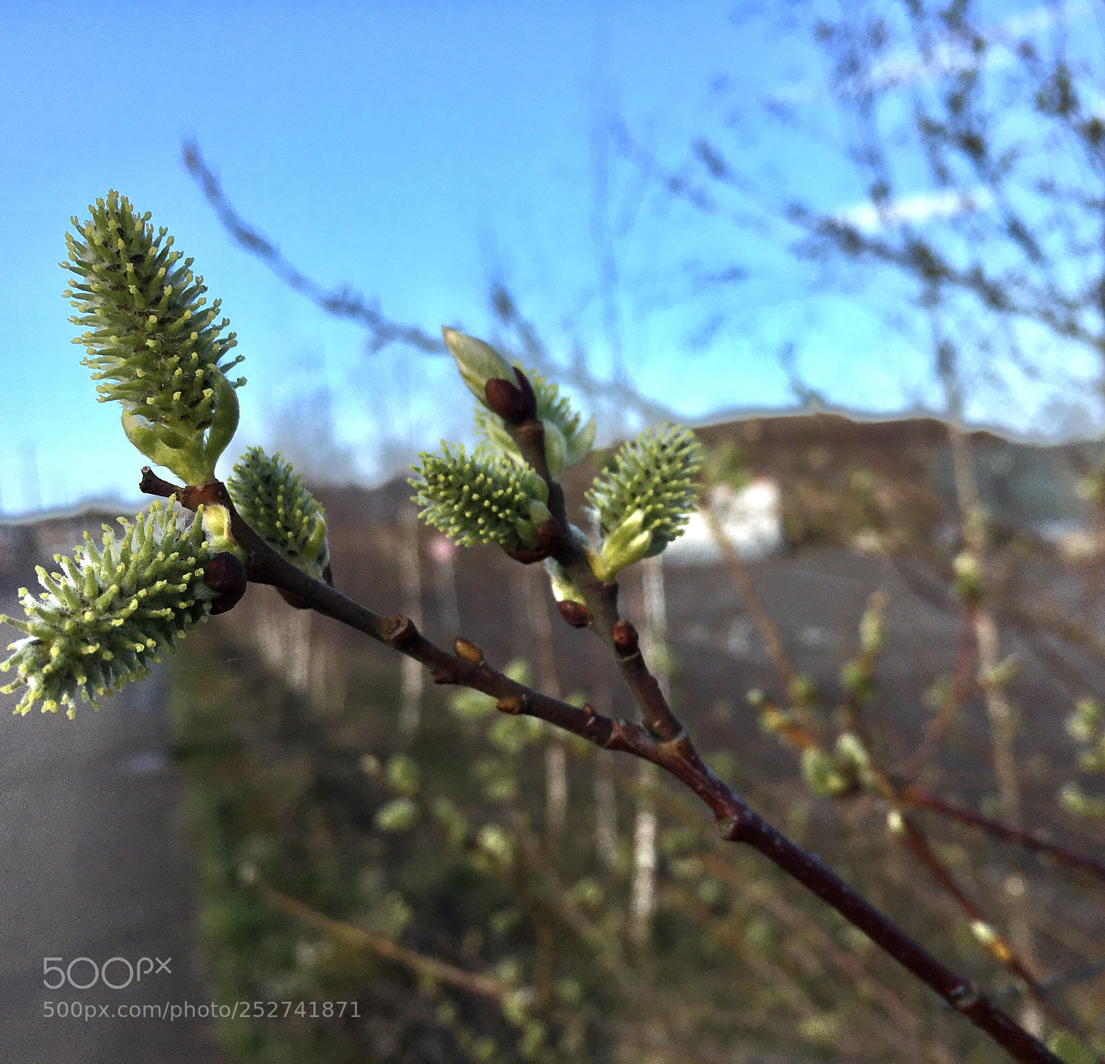 Apple iPhone 6s sample photo. Nature blossoms  photography