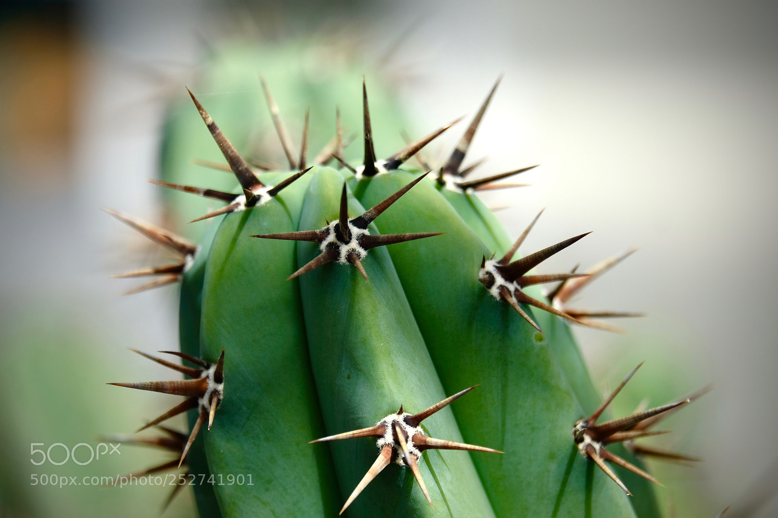 Fujifilm X-T2 sample photo. Succulent photography
