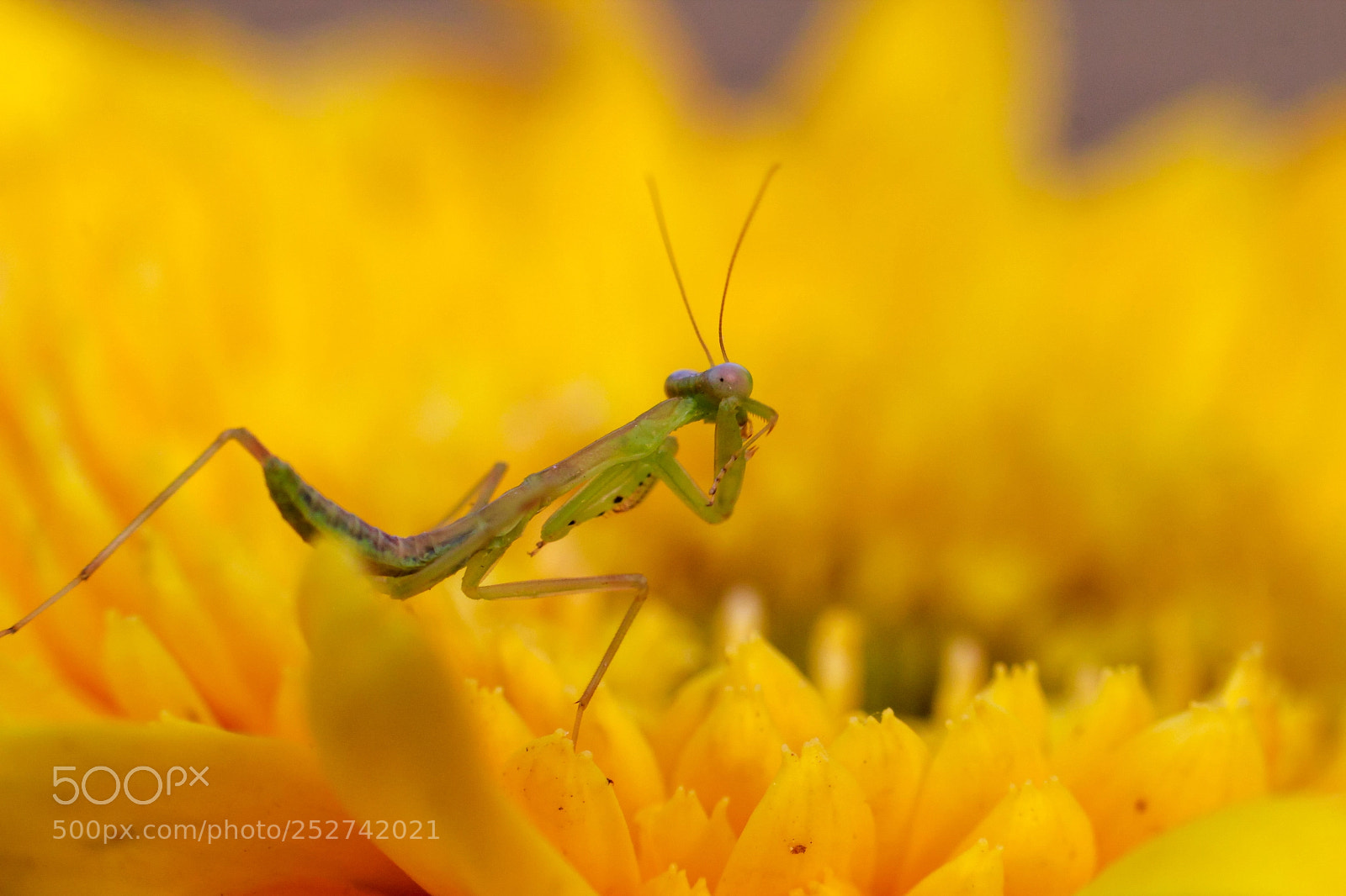 Canon EOS 600D (Rebel EOS T3i / EOS Kiss X5) sample photo. The mantis in flower photography