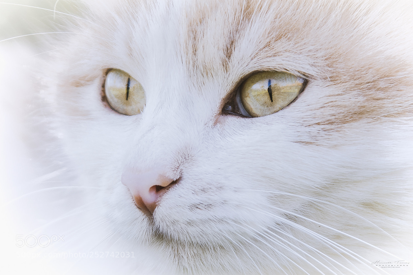 Nikon D3300 sample photo. Zsömi cat photography