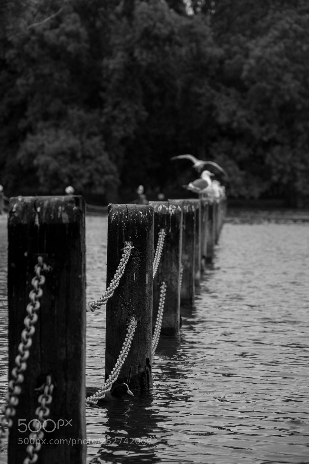 Nikon D5500 sample photo. Easy life photography