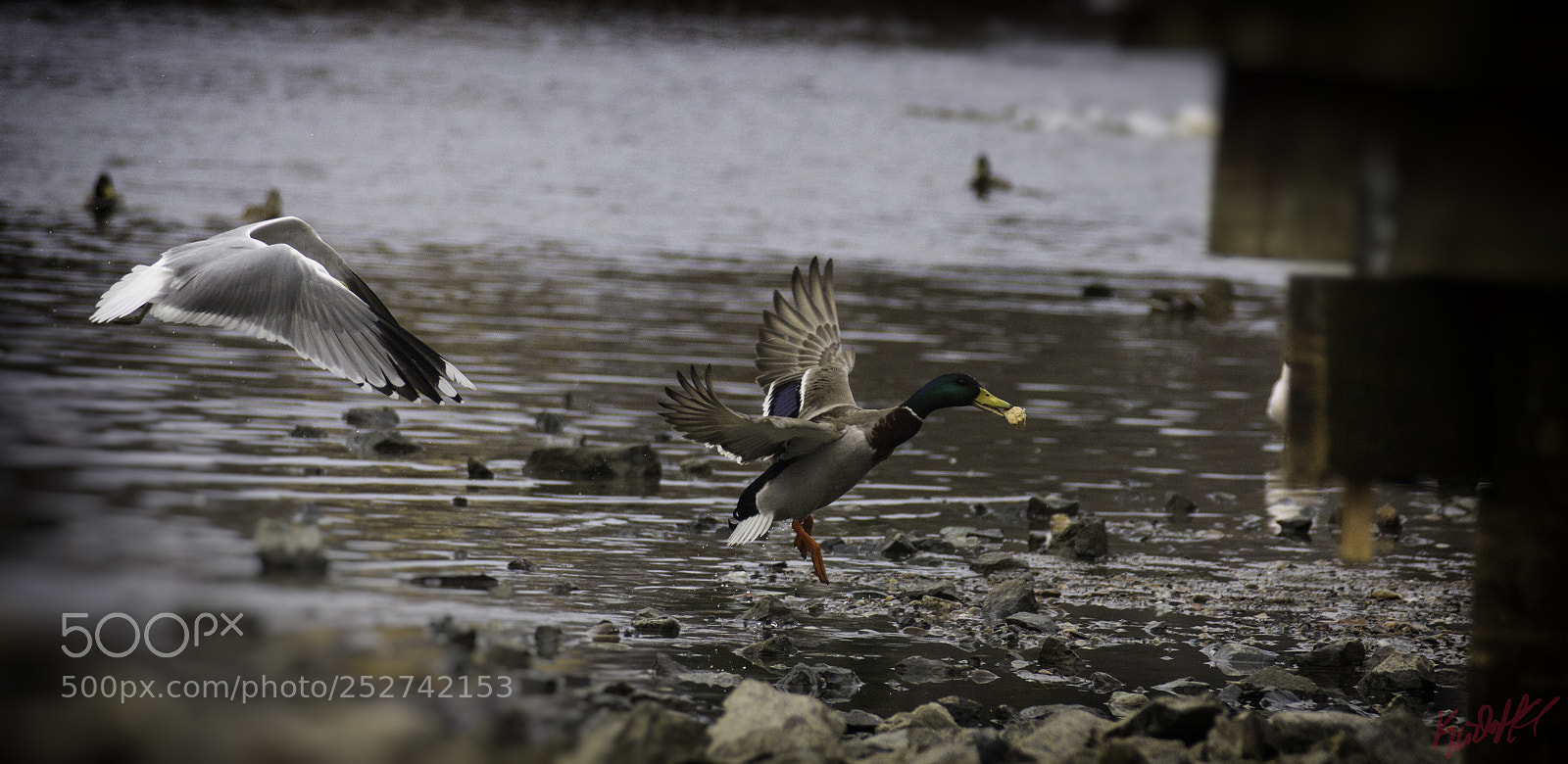 Canon EOS 60D sample photo. Duckflight from seagull photography
