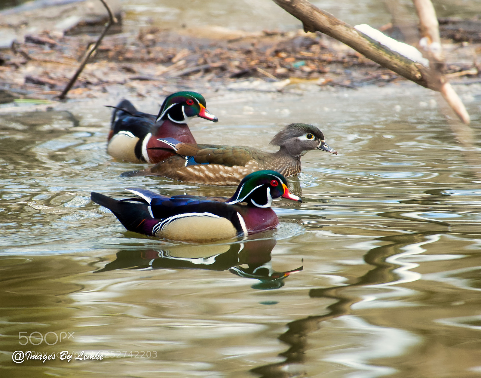 Nikon D4 sample photo. Two male wood ducks photography