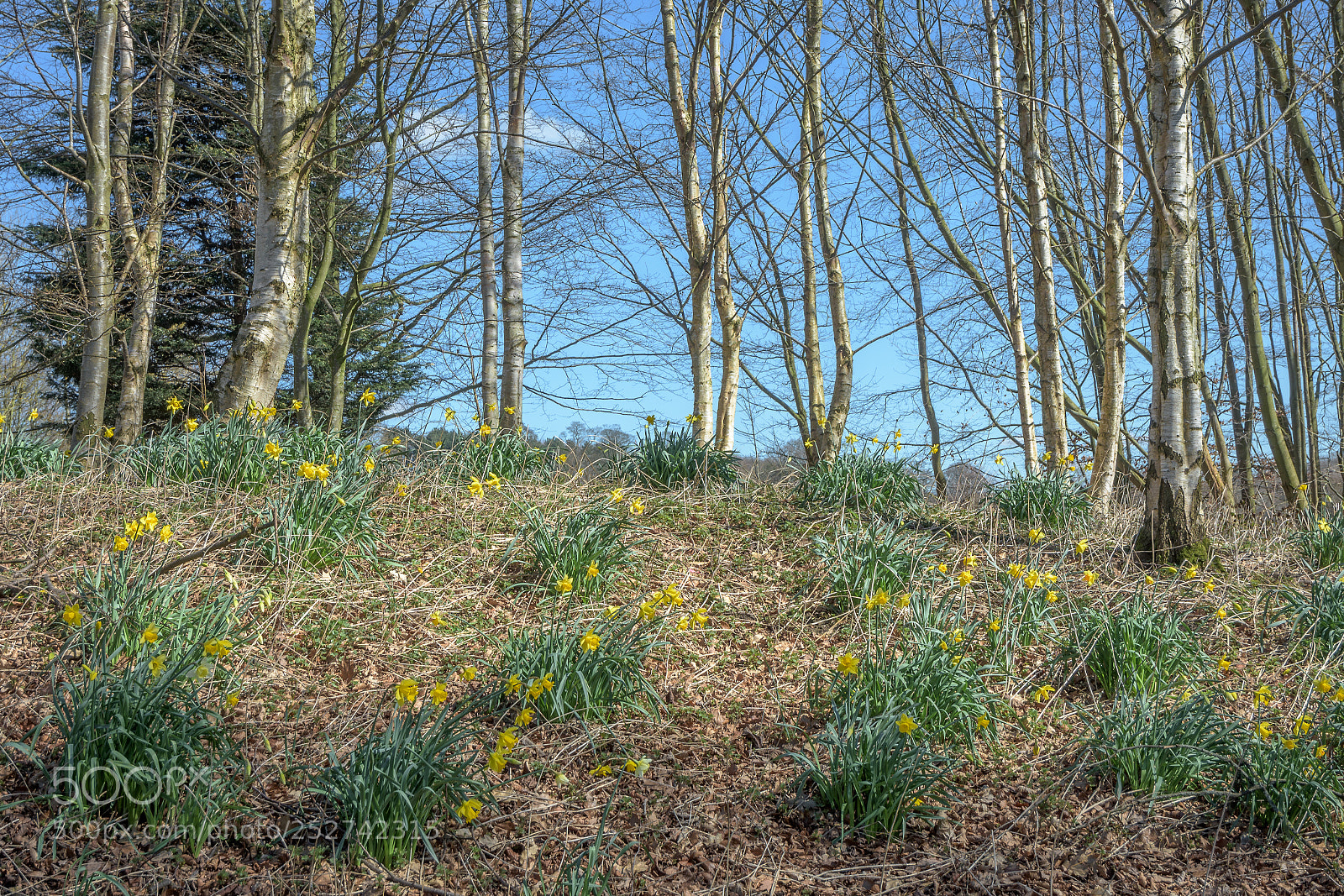 Nikon D7200 sample photo. Daffodil bank with silver photography