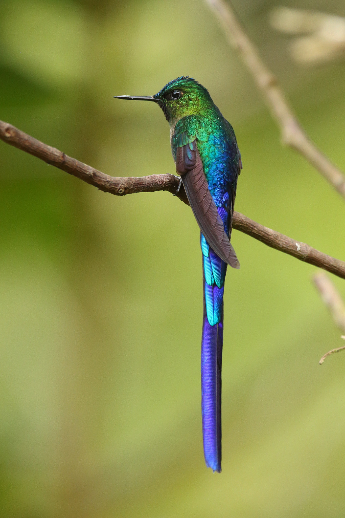 Canon EF 300mm F2.8L IS USM sample photo. Violet tailed sylph - aglaiocercus coelestis photography
