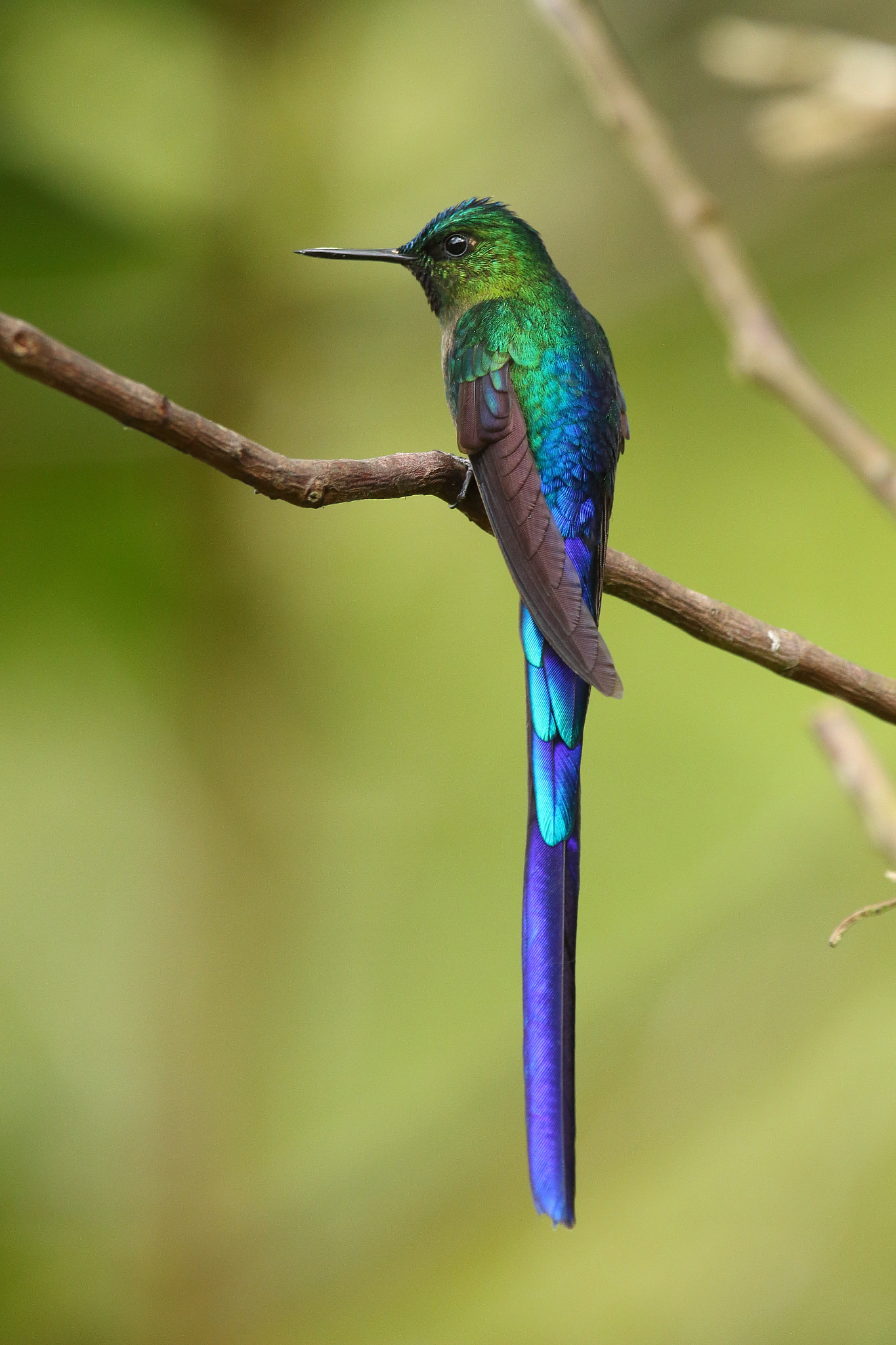 Canon EOS 70D sample photo. Violet tailed sylph - aglaiocercus coelestis photography