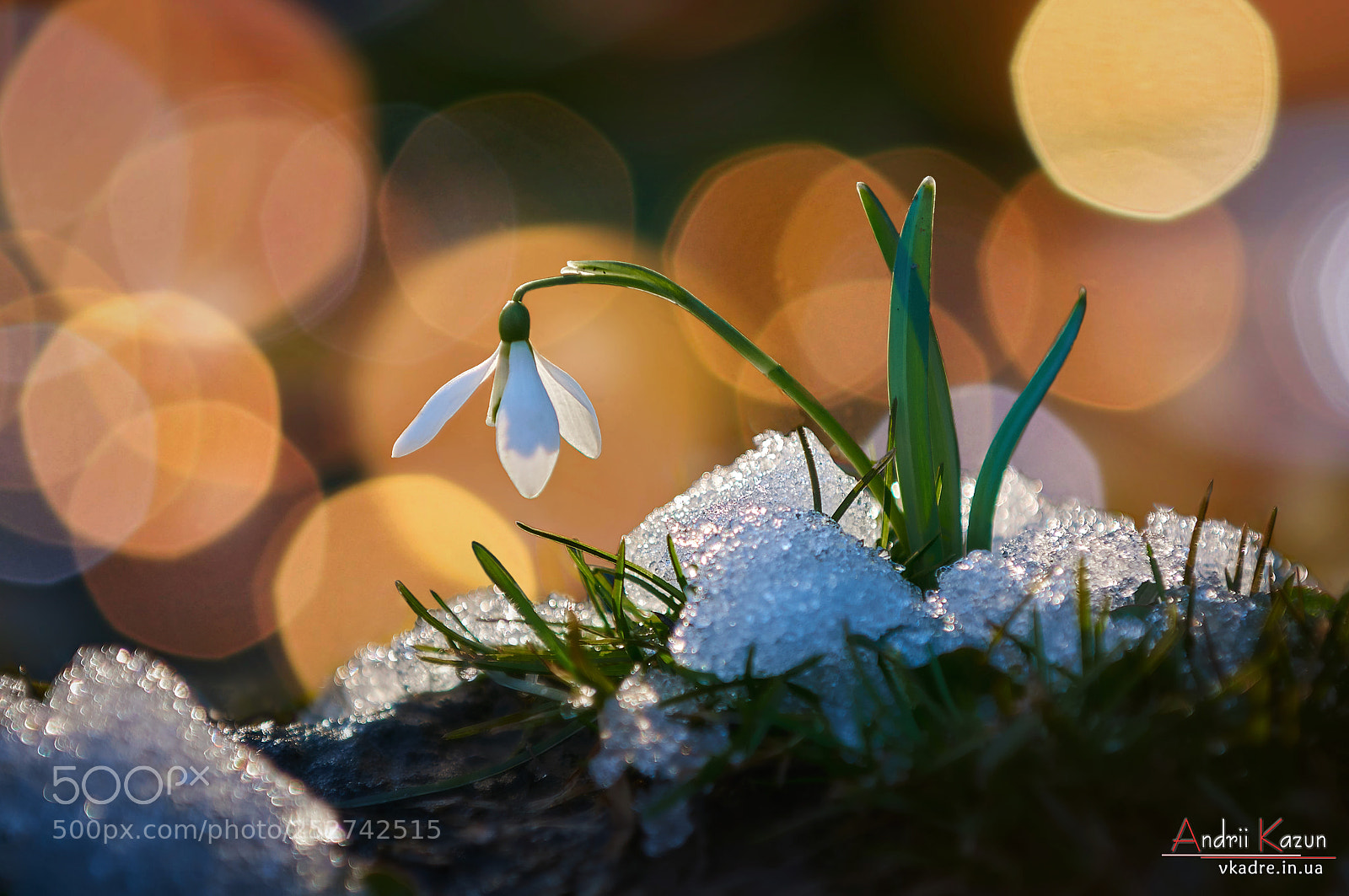Nikon D300 sample photo. Snowdrop photography