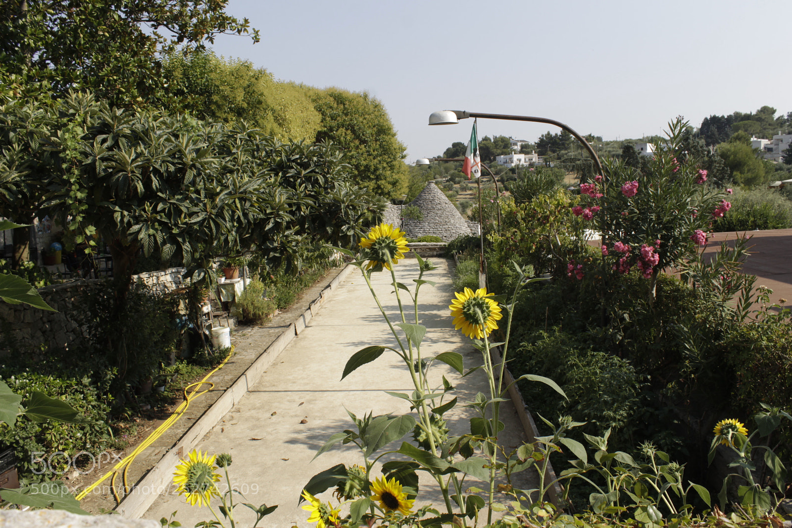 Canon EOS 1100D (EOS Rebel T3 / EOS Kiss X50) sample photo. Girasoli photography