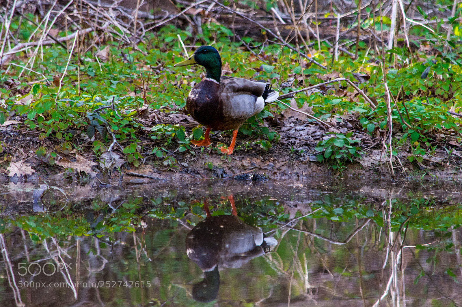 Nikon D7200 sample photo. Posing duck photography